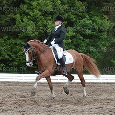 Hollandsk Sportspony Fireball B-Pony