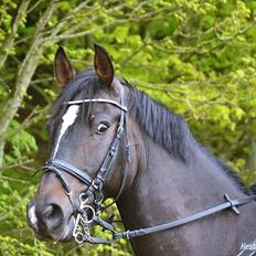 Welsh Cob (sec D) TECNO the WINNER