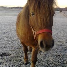Shetlænder Lander's Sindy af Egedal (--Himmelpony--)