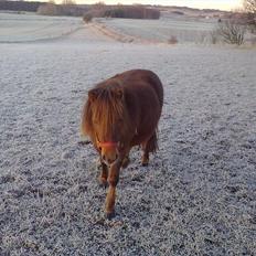 Shetlænder Lander's Sindy af Egedal (--Himmelpony--)