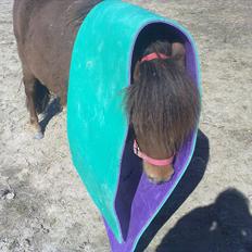 Shetlænder Lander's Sindy af Egedal (--Himmelpony--)
