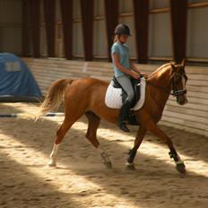 Anden særlig race Romeo<3