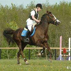Hollandsk Sportspony Cyprana-B