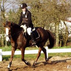 Hollandsk Sportspony Cyprana-B