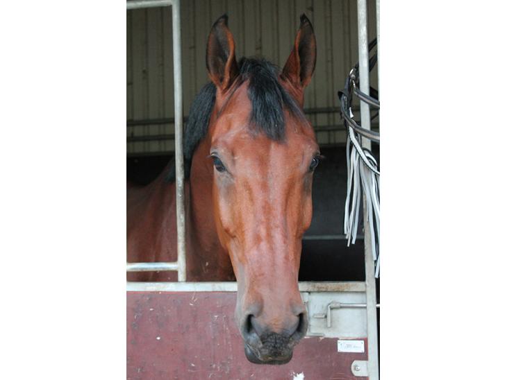 hest citater fed kvinde hest citater fed kvinde