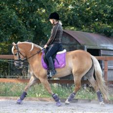 Haflinger My Fair Lady.SAVNET ;(