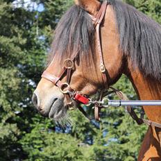 Anden særlig race moonlight