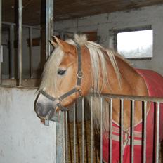 Haflinger Mille;-*