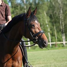 Welsh Partbred (Sec F) Bjirmen´s Maryse RSDH
