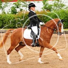 Hollandsk Sportspony Fireball B-Pony