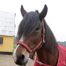 Anden særlig race moonlight