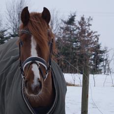 DSP Holmgaards Da Silva • B-PONY •