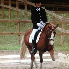 Welsh Pony af Cob-type (sec C) Gribsvads Lady Dee<3 snusken<3<3