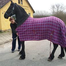 Frieser Nannabel af Ripa