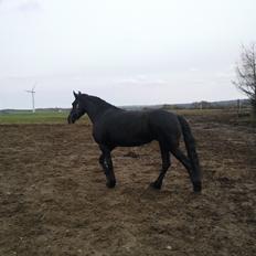 Frieser Nannabel af Ripa