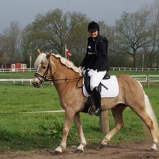 Haflinger | Witney