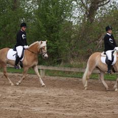 Haflinger | Witney