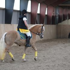 Haflinger | Witney
