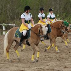 Haflinger | Witney