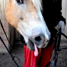 Haflinger Rico mit problembarn! R.I.I :,( !!!!