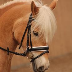 Haflinger | Witney