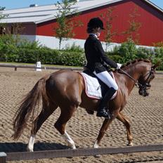 DSP Holmgaards Da Silva • B-PONY •