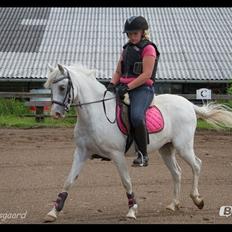 Anden særlig race Blida <3 *SOLGT*