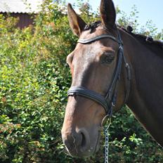 Traver Jazz Pax (Jezze) <3<3
