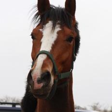 Dansk Varmblod Danheat ´s Le Esprit