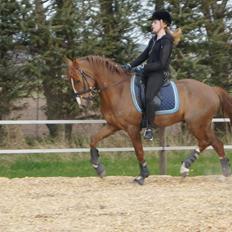 DSP Holmgaards Da Silva • B-PONY •