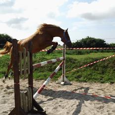 Palomino Brogaards shooting star