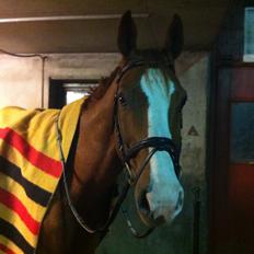 Hannoveraner Armstrong D. (Fritten)