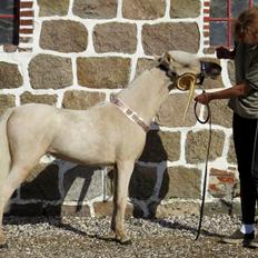Amerikansk Miniature Marielunds Ballistic Golden Smartgirl