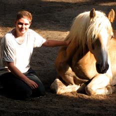 Haflinger Rico mit problembarn! R.I.I :,( !!!!