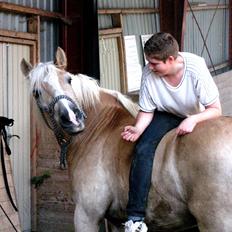 Haflinger Rico mit problembarn! R.I.I :,( !!!!