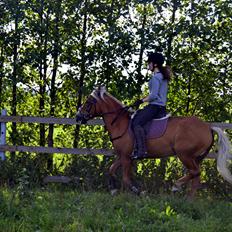 Haflinger Sofie