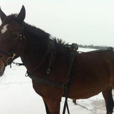Dansk Varmblod May-sheri