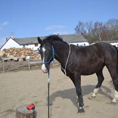 Holstener Le Mans *Stjernehesten* <3 'Min dreng' <3