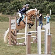 Haflinger Mille Skov