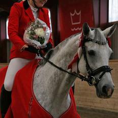 Hannoveraner Grey Lady