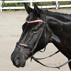 Anden særlig race Kronborgs Flicka