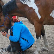 Anden særlig race Cally Bob
