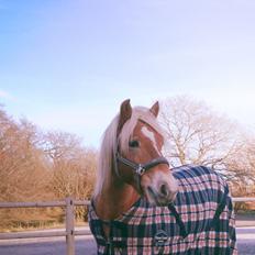 Haflinger Mille (Tidl. pony)
