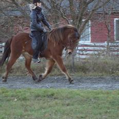 Islænder Ballerina fra Team Horse