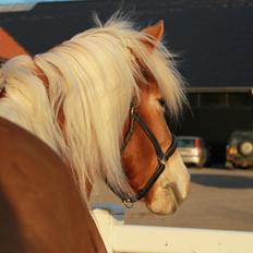 Haflinger Mille (Tidl. pony)