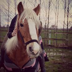 Haflinger Sofie