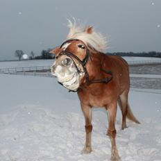 Haflinger Mille Skov