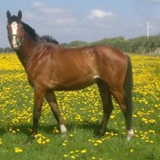Dansk Varmblod Danheat ´s Le Esprit