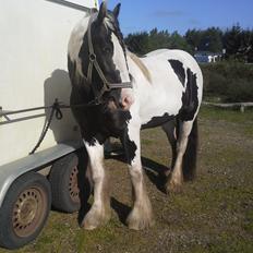 Irish Cob Emma