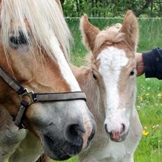 Haflinger Banditten